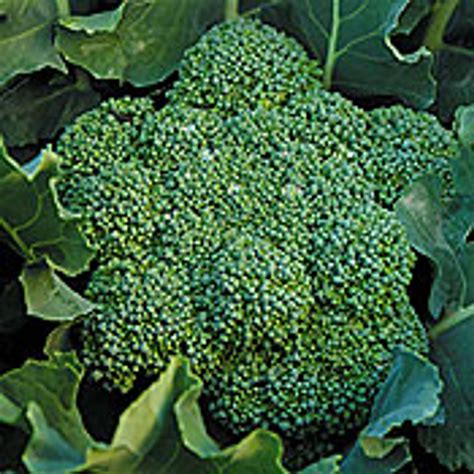 Green magic broccoli seedss